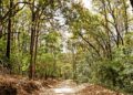 Activities in Jim Corbett – See the exotic wildlife