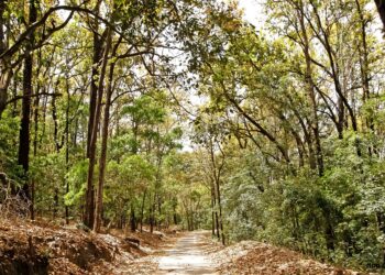 Activities in Jim Corbett – See the exotic wildlife