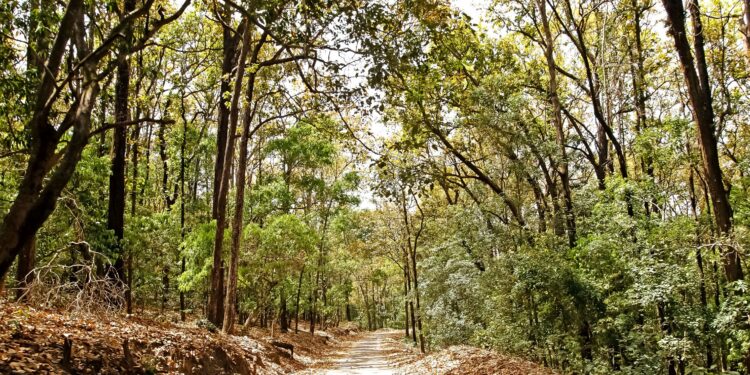 Activities in Jim Corbett – See the exotic wildlife