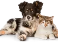 cat transportation services
