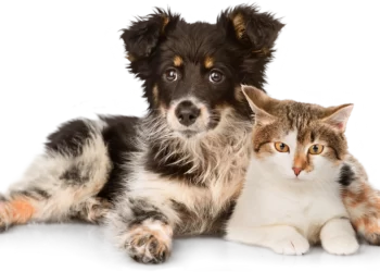 cat transportation services