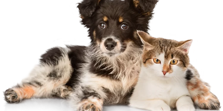 cat transportation services