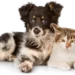 cat transportation services