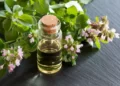 What Is Oregano Oil? | Top  Oregano Oil Benefits