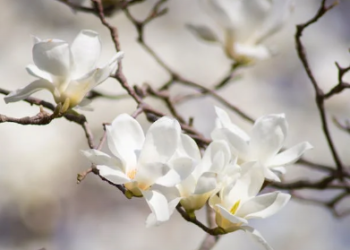 cherry popper strain