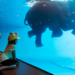 Discover-the-Magic-of-Dubai-with-an-Underwater-Hotel-Stay-825x510