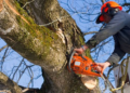 Tree Removal