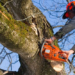 Tree Removal