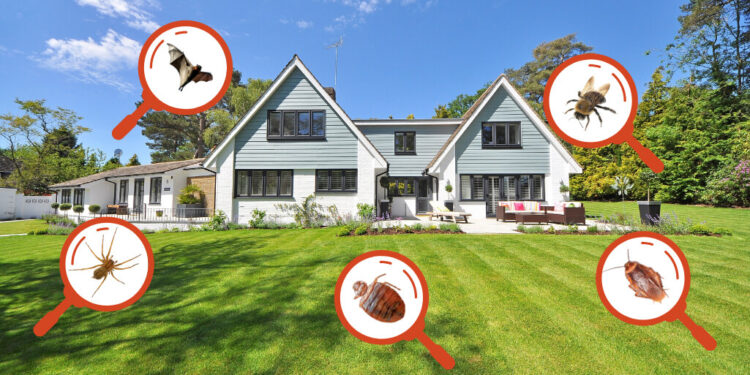 residential pest control
