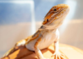 How To Address 5 Behavioral Problems in Your Bearded Dragon