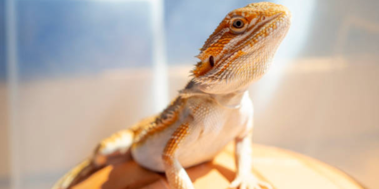 How To Address 5 Behavioral Problems in Your Bearded Dragon