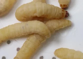 Waxworms