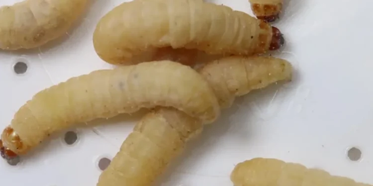 Waxworms